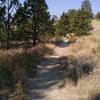 Some of the upper trail at Zimmerman Park