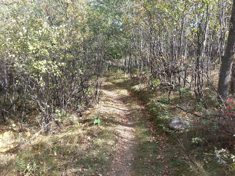 One of the shady areas at Harmon Lake