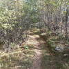 One of the shady areas at Harmon Lake