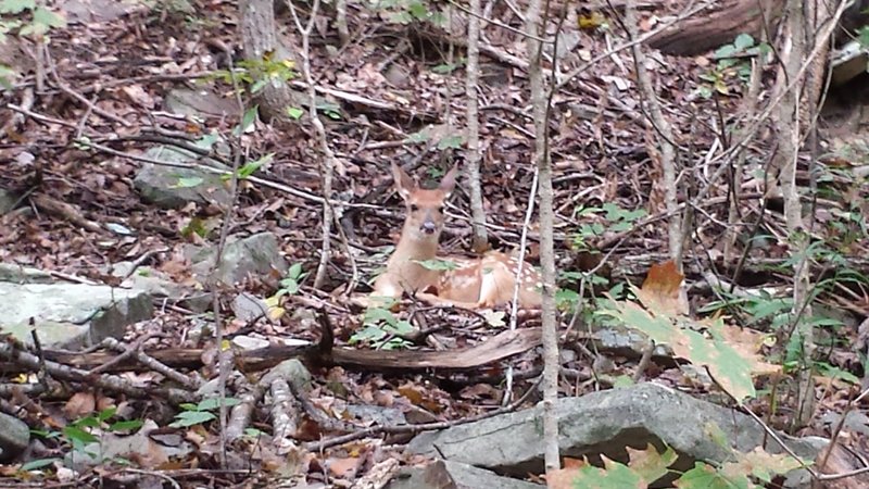 Baby deer on the side of the trail near the cliff/waterfall on McKay Hollow Trail