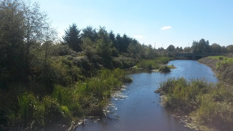 Katzie Slough from the Pitt River Greenway