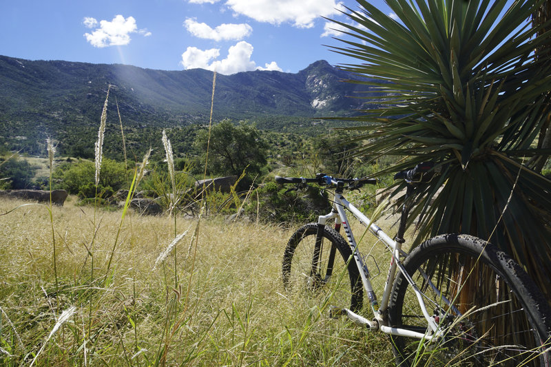 Three quarters of the way up the Gap road. Samaniego Ridge as a backdrop.