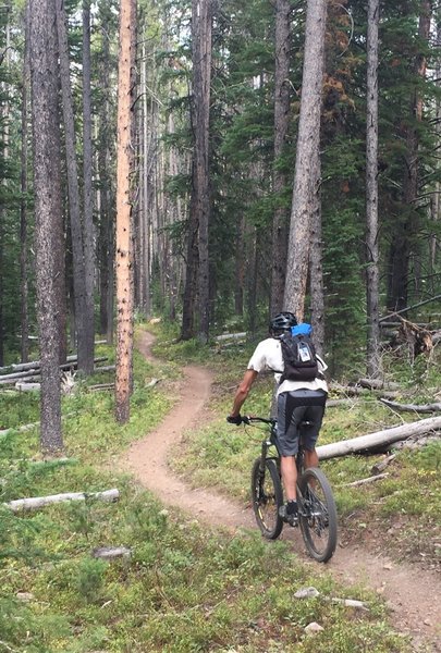 Flowing through the trees back to Little Wapiti Creek.