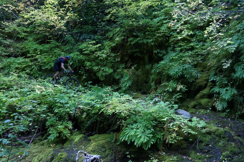 There are still some wet places in Western OR, even in a dry year.