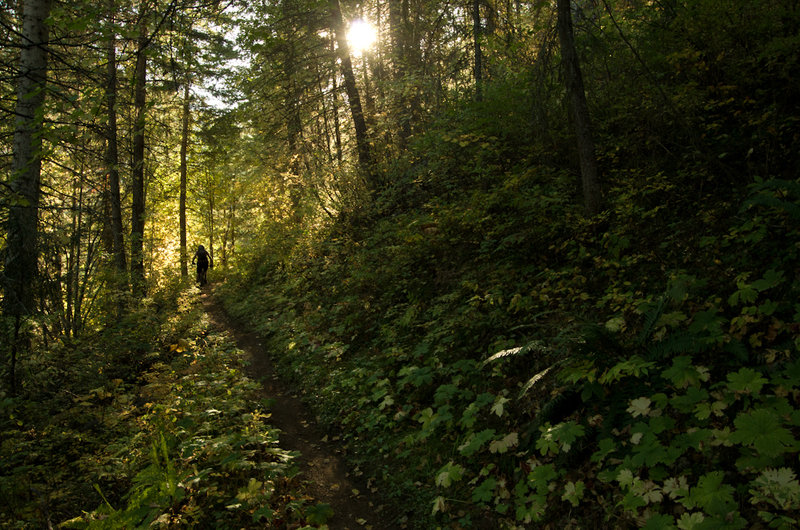 Lush North Fork forest and buff back country singletrack.