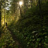 Lush North Fork forest and buff back country singletrack.