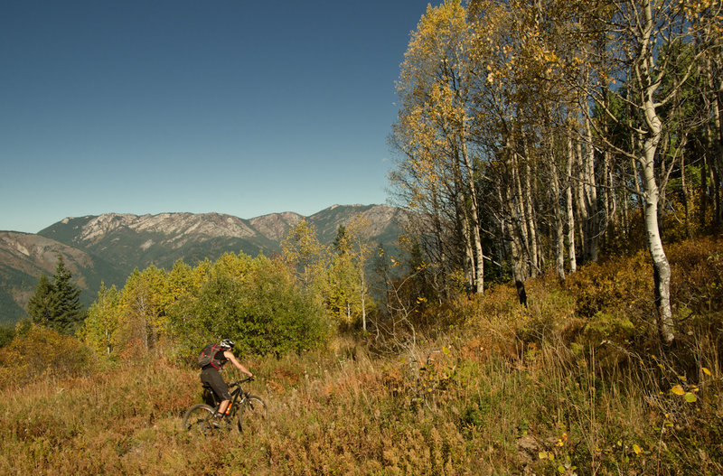 Aspens on Bear Butte Saddle.