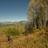 Aspens on Bear Butte Saddle.