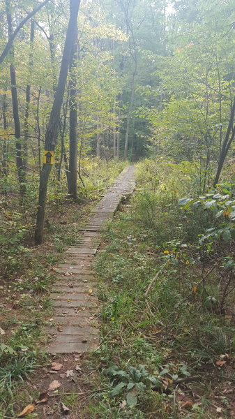 Timber Bridge