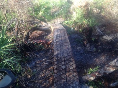 R&R crossing of palmetto roots on the Gator Hole Trail.