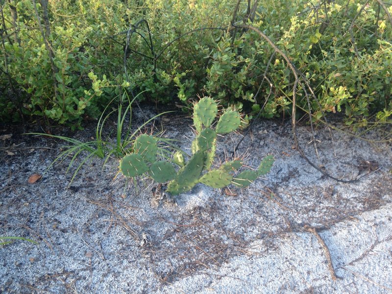 Keep an eye out for our trail Cactus, they can do a number on you or your tires.