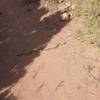 Watch for rattlesnakes sunning themselves on trail.