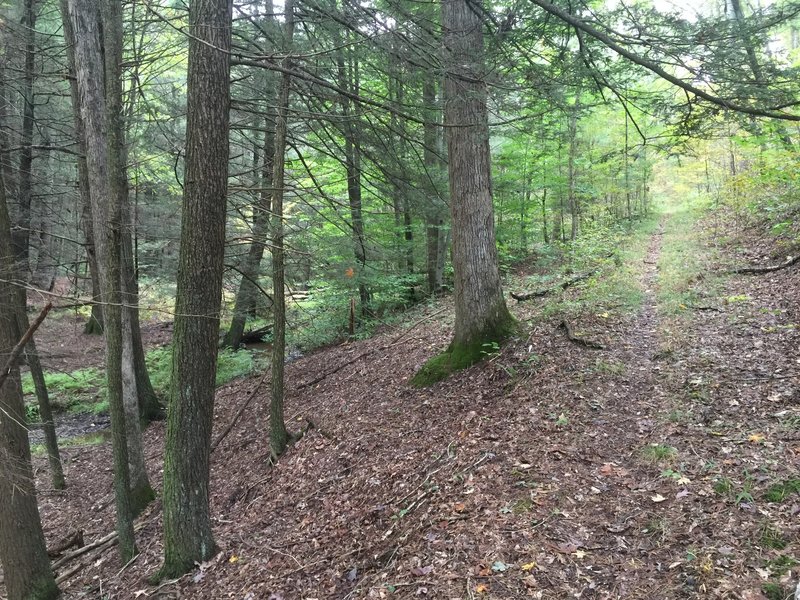 Looking up Three Ski Trail.