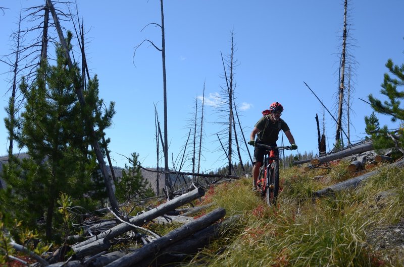 Crossing through the old burn