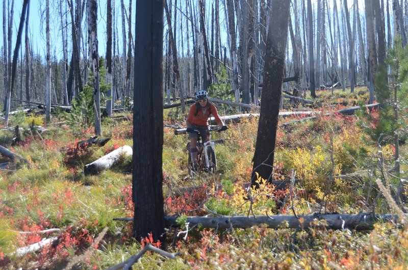 Fall color in an old burn.