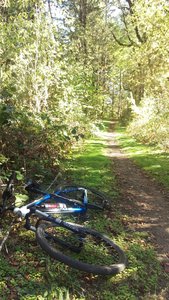 A very flat and relaxed section of the trail.