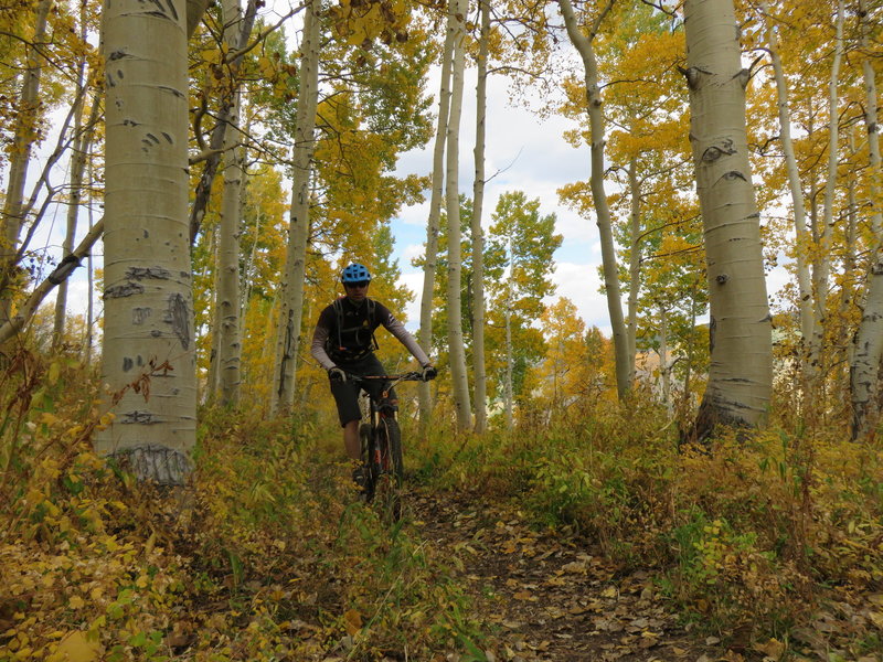 Aspen groves along Scotty's Trail.