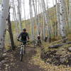 Gaining elevation on the way up through the aspen grove on lower Hummingbird Trail.