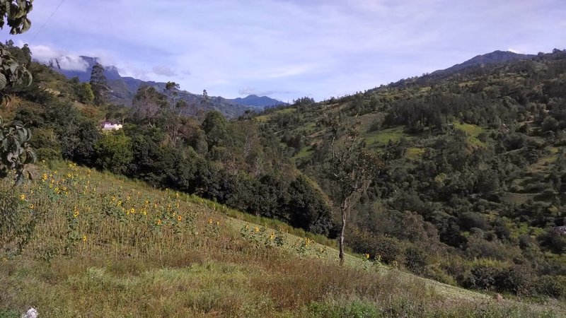 A field of sunflowers.