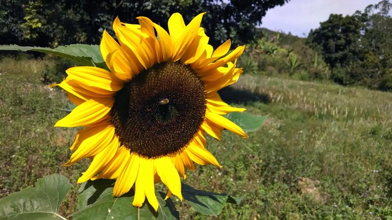 Sunflower.