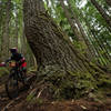 Karen O'Connell rides past an old giant on Predator.