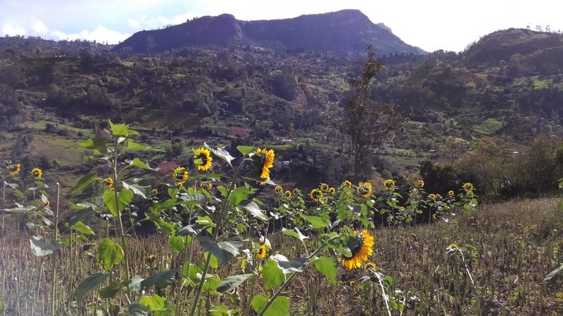 Sunflowers on the hillside.