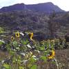 Sunflowers on the hillside.