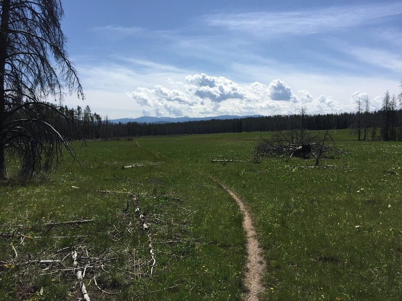 One of the large meadows - great singletrack!