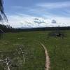 One of the large meadows - great singletrack!