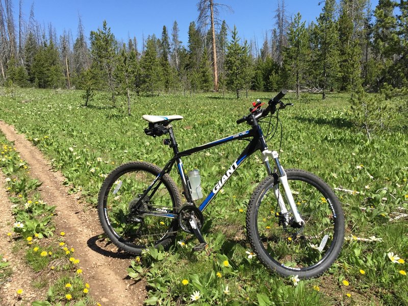 Meadow on Elk Mountain Loop.