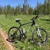 Meadow on Elk Mountain Loop.