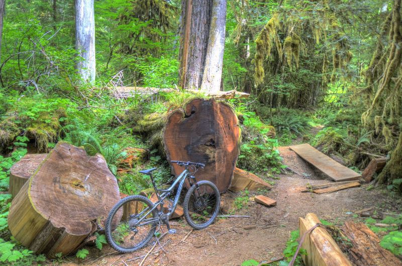 Logging remnants.