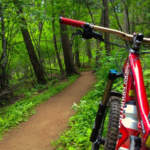 Enchanted forest in early summer.