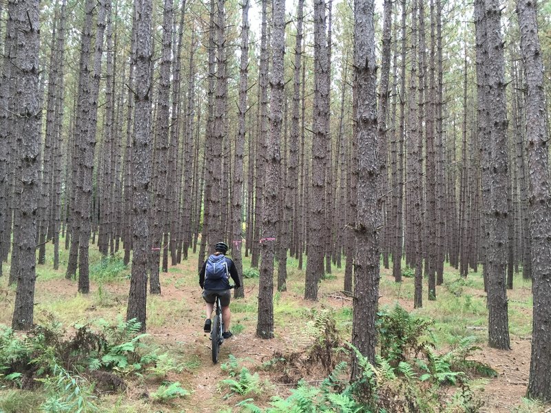 Pine forest reminiscent of the bamboo forest scene in House of Flying Daggers.