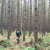 Pine forest reminiscent of the bamboo forest scene in House of Flying Daggers.