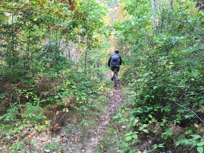 Singletrack through the forest.