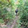 Singletrack through the forest.