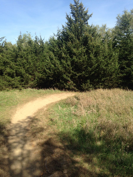 a little open area before dropping back into the trees