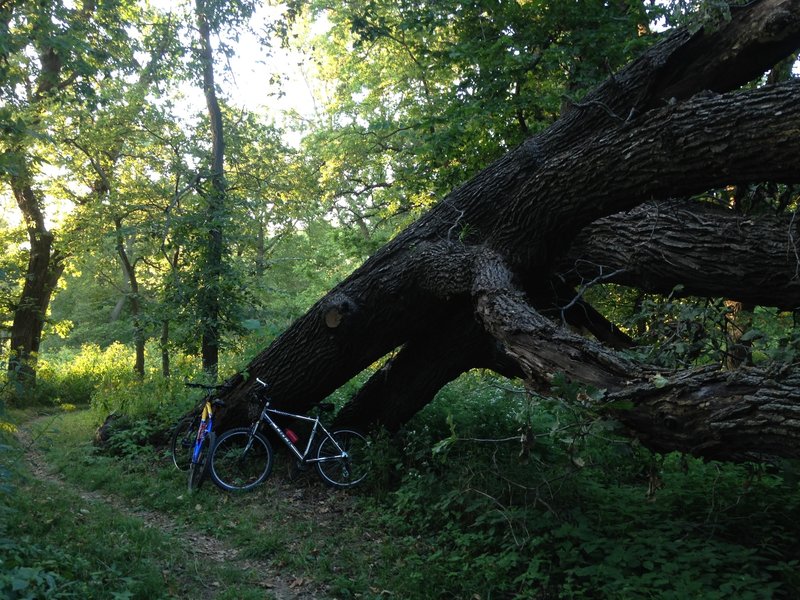 Fallen giants at Wilderness Park