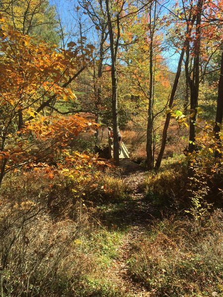 Bridge on Woodland Trail