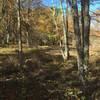 The start of Headwaters Trail at the intersection with Woodland Trail and Ridge Trail