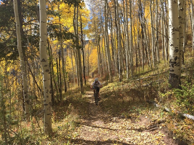 An Aspen alley on Son of Middle Creek.