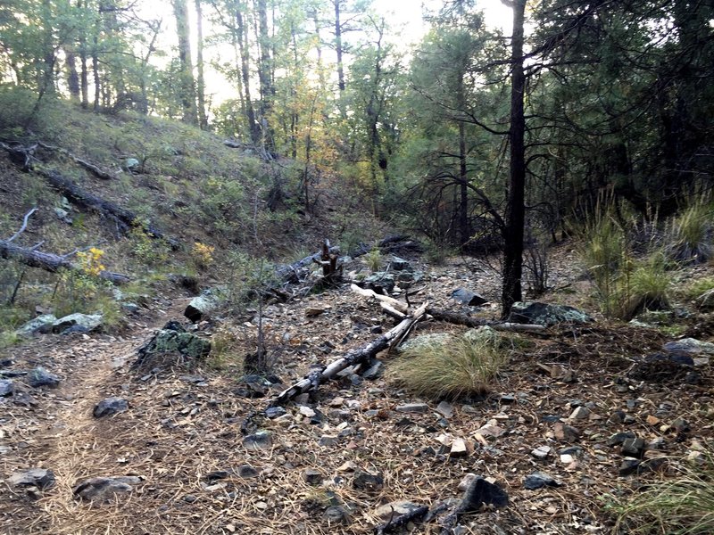 Follow the trail through the creek