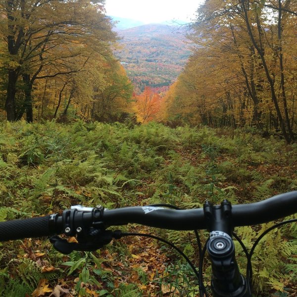 Descending through some ferny goodness