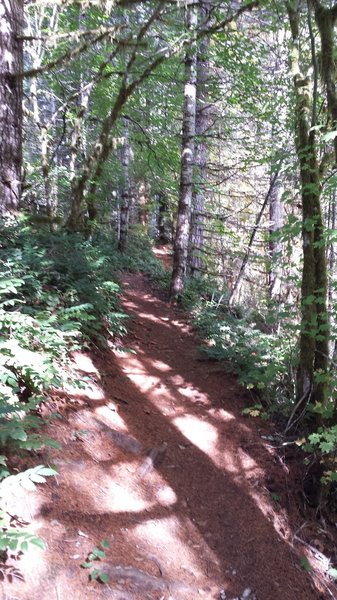 Climbing up to the connecting trail back to the parking lot, instead of going up Storey Burn Trail.