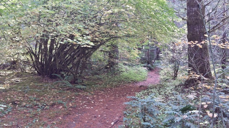 This area was described to me as a "fairy forest" by a coworker.  Did not disappoint.