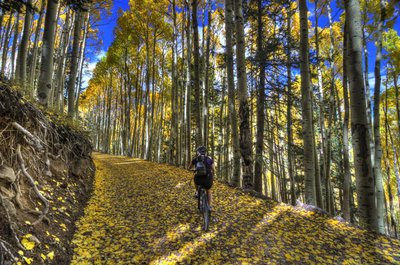 Fall colors on Waterline Road.