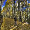 Fall colors on Waterline Road.