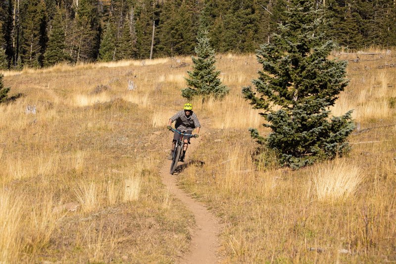 Fast and smooth section of trail in the Corner Park meadows.  Taking advantage of the late autumn warm and dry spell.