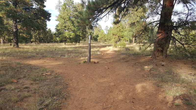 First fork from the trailhead